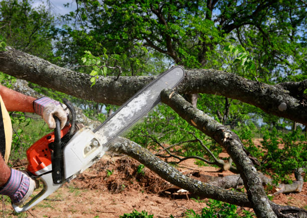 Professional Tree Service in Oak Ridge, FL